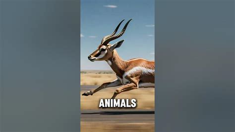  Antelope: Masters of Agility & Experts in Avoiding Predators!