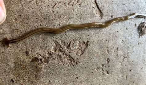  Archerworm! Exploring the Enigmatic World of these Flatworm Predators