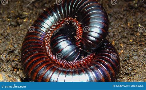  Archispirostreptus Gigas: A Prehistoric-Looking Millipede That Prefers Decay Over Delicacies!