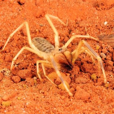  Camel Spiders! These Eight-Legged Denizens of the Desert are Masters of Camouflage and Speed