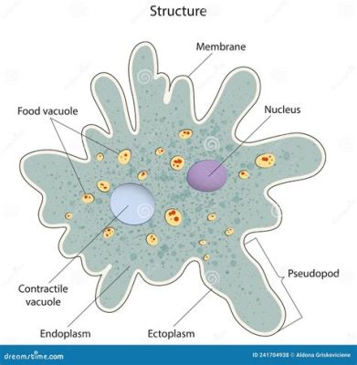  Chaos Amoeba: Discovering a Single-Celled Wonder Hiding Secrets Within Its Ever-Changing Form!