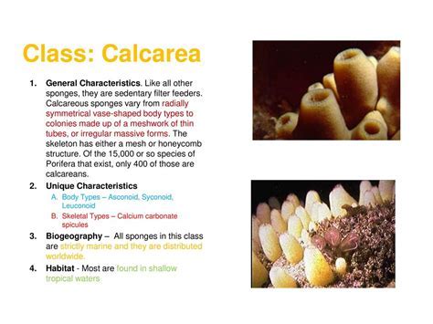  Club Sponge:  A Prehistoric Filter Feeder with an Intriguing Skeletal Structure!