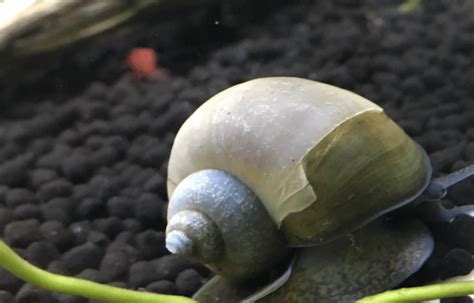 Garden Snail: Unveiling the Slimy Mysteries of This Shelled Wanderer!