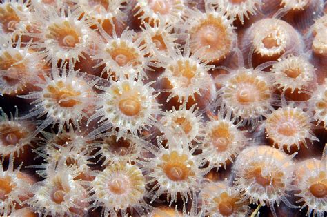 Green Flower Coral: A Stunning Polyp Paradise Packed With Tiny Tentacle Tenants!