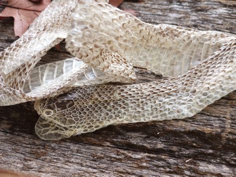  Kingsnake! Discover How This Slithering Reptile Sheds Its Skin and Captivates Reptile Enthusiasts