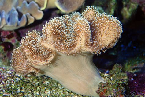  Leather Coral: A Soft-Bodied Polyp Colony Hiding in Plain Sight!