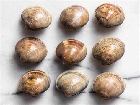  Littleneck Clam: Unearthing Hidden Treasures Within Sandy Depths