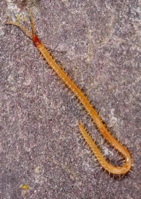  Littoral Millipede: A Tiny Coastal Dweller With an Appetite for Decay!