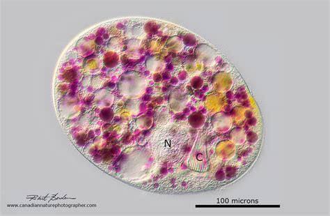  Nassula: An Enchanting Ciliate That Swims and Feeds Like a Miniature, Biological Hoover!