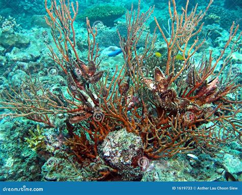  Whip Coral! This Colorful Colony Builder Resembles a Rainbow Underwater