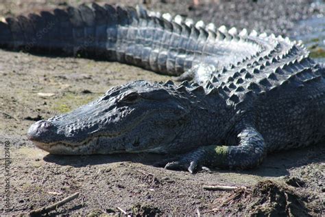  Alligator: Combining Powerful Jaws and Ancient Lineage for Prehistoric Domination!