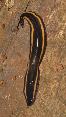  Bipalium: This Remarkable Flatworm Can Regenerate Entirely From a Fragment!