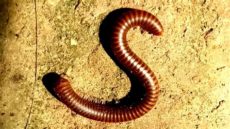 Dancing Millipede: Discover the Delightful Crawling Creature Hiding Beneath the Leaves!