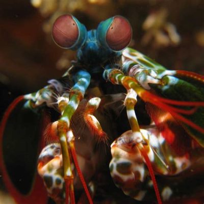  Deep Sea Dancing Decapods: Meet the Adorable Mantis Shrimp!  This tiny yet fearsome crustacean packs a punch, making it one of the most fascinating creatures in the ocean depths.