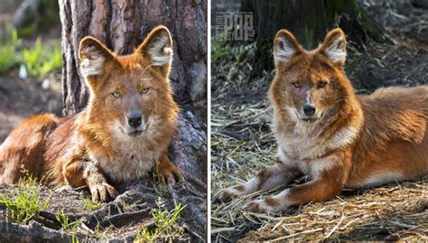 Dhole! This Masterful Hunter Packs Like Wolves but Roams Like Hyenas Through Dense Asian Forests!