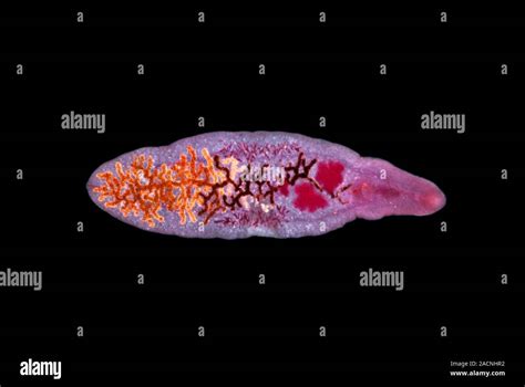  Dicrocoelium Dendriticum: An Unassuming Fluke With a Bizarre Journey Through Three Hosts!