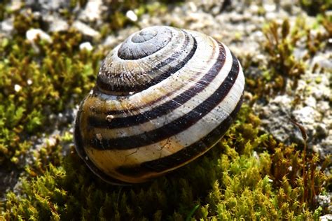 Egg Snail: A Curious Blend of Terrestrial Resilience and Exquisite Shell Designs!