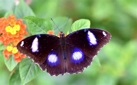  Emperor Moth! A Delightful Sight Unveiling the Secrets of One of Nature’s Most Exquisite Creatures