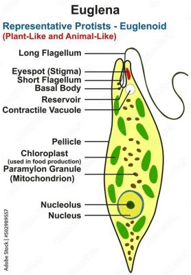 Euglena! A Single-Celled Wonder Combining the Elegance of a Plant and the Cleverness of an Animal