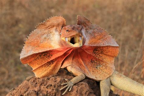 Frilled Lizard: Can This Scaly Performer Put On the Best Show in the Reptile World? 