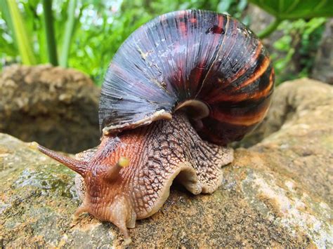 Giant African Land Snail: A Terrestrial Wonder with Shell-Shocking Size and Slime-Trail Adventures!