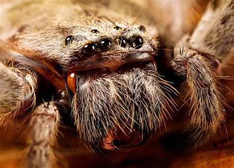  Giant Huntsman Spider: Can Its Eight-Legged Agility Outsmart Our Fear Factor?