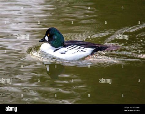 Goldeneye! A Dazzling Waterfowl That Exhibits Remarkable Diving Skills and Striking Plumage