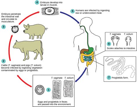  Gregarina: This Parasite With A Multi-Stage Lifecycle Can Infect Earthworms And Other Invertebrates!