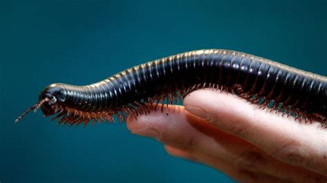  Hesse Millipede! A Creature of Tiny Legs and Surprisingly Grand Movements