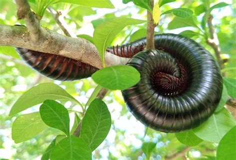 Hunting Millipedes:  Do These Many-Legged Marvels Hold the Key to Ancient Ecosystems?