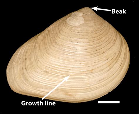 Keep an Eye Out for This Kima: A Bivalve With Shells So Strong They Could Rival Ancient Knights' Armor!