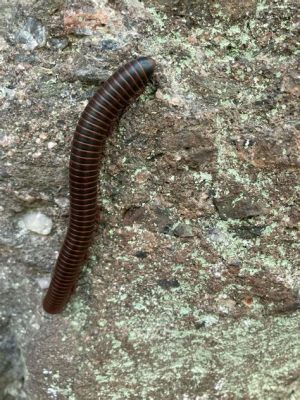 Millipede: A Gentle Giant With Thousands Of Legs That Doesn't Bite!