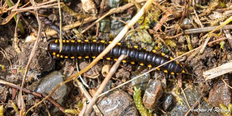  Millipede: Unveiling the Mystery of These Many-Legged Marvels! Millipedes are fascinating creatures that embody a curious combination of resilience and gentleness, captivating those who encounter their intricate movements