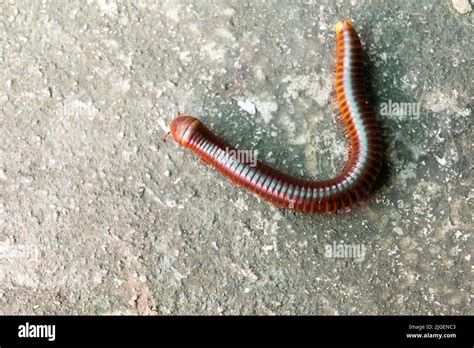 Millipedes: An Unassuming Delight That Crawls Through Decay With Exquisite Detail!