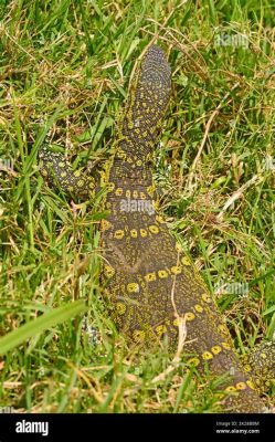  Monitor Lizards: Combining Camouflaged Mastery With Lightning-Fast Speed!