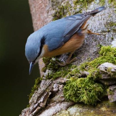  Nuthatch! A Tiny Acrobat That's Making its Mark on Forest Ecosystems