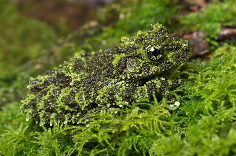 Oliver Frog: An Astonishing Amphibian Combining Camouflage Mastery With A Voracious Appetite!