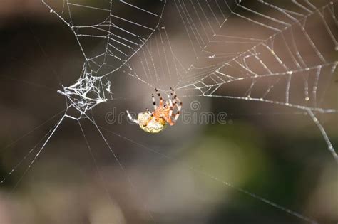  Orbweaver Spider: Weaving a World of Intricate Beauty and Deadly Efficiency!