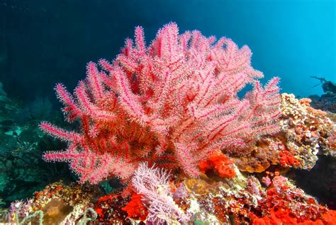 Pink Sea Fan: This Vibrant Coral Displays Majestic Elegance While Filtering Microscopic Particles!