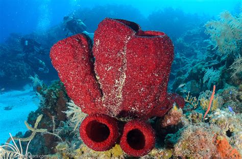 Strawberry Vase Sponge: A Tiny Underwater Marvel That Thrives in Sunlight-Bathed Reefs and Boasts Remarkable Filtration Capabilities!