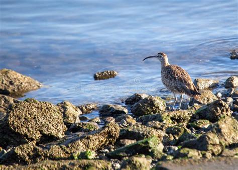 Whimbrel!  A Majestic Shorebird Known for its Long, Curved Bill and Distinctive Curlew-like Call!