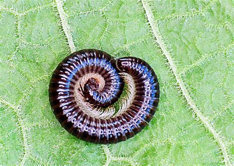  White-Legged Millipede: Discover the Fascinating World of these Armored Crawlers with Hundreds of Legs!