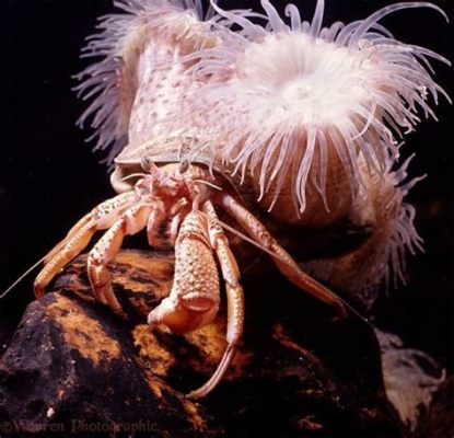  Xanthohydra! These Tiny Predators Show Us That Stinging Doesn't Always Mean Scary