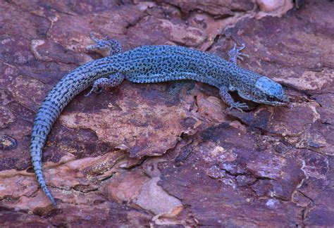  Xantus's Night Lizard: A Miniature Master of Nocturnal Stealth With a Fascinating Diet and Adaptations!