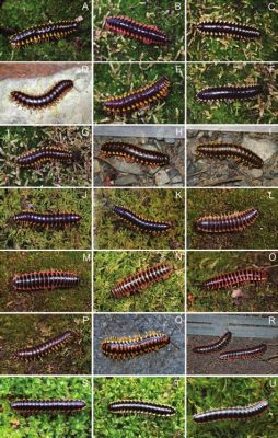  Xystodesmidae: Unveiling the Enigmatic World of Twisted Millipedes!